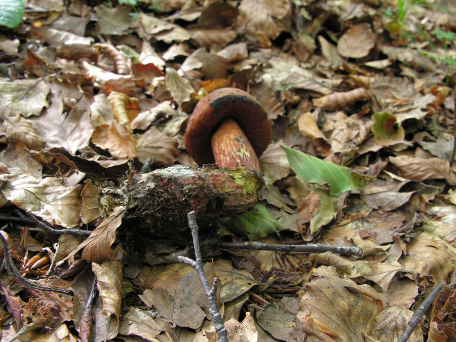 Boletus da determinare